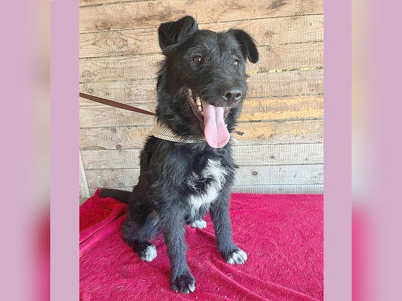 ❤️ superlieber Familienhund JANKO - 2 Jahre, 43cm/15kg - Schnauzer-Mix