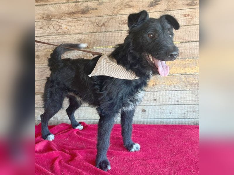 ❤️ superlieber Familienhund JANKO - 2 Jahre, 43cm/15kg - Schnauzer-Mix