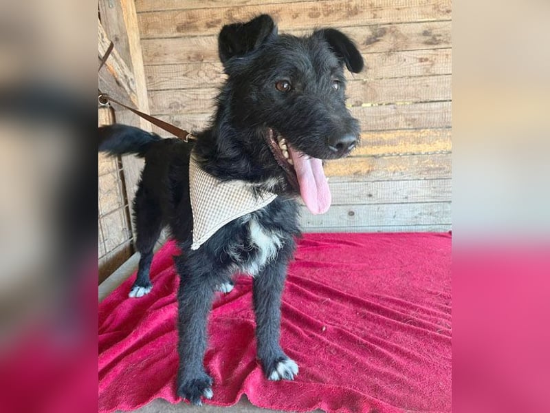 ❤️ superlieber Familienhund JANKO - 2 Jahre, 43cm/15kg - Schnauzer-Mix
