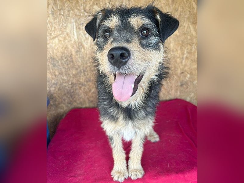 ❤️❤️❤️ lieber Schmusebär TWIX - 2,5 Jahre, 45cm/12kg - Schnauzer-Mischling
