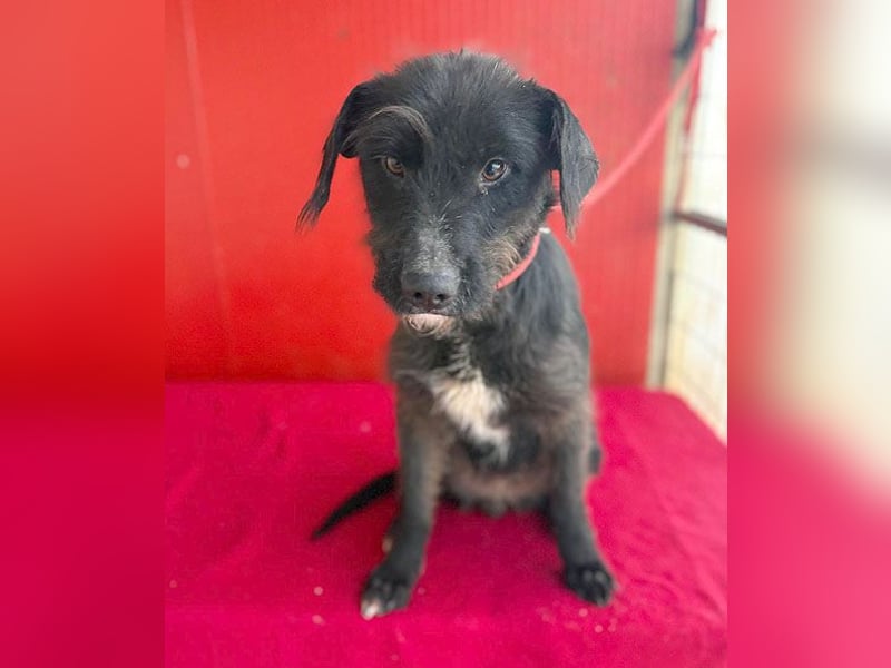 ❤️❤️❤️ zarte Hundeseele DARKA - 1,5 Jahre, 43cm - Schnauzer-Mix