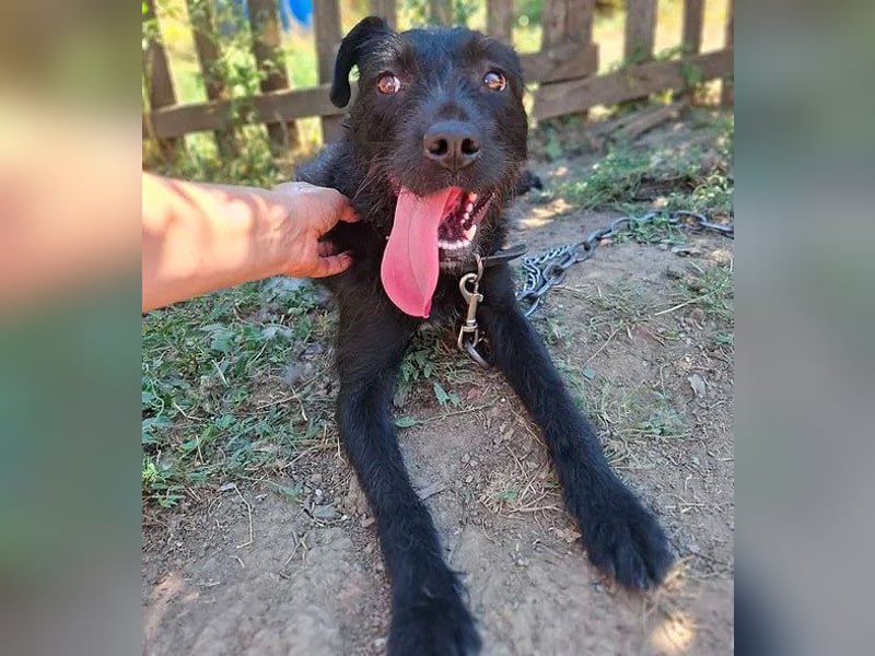 fröhliche KIRA - 2 Jahre, 40cm - Schnauzer-Mix