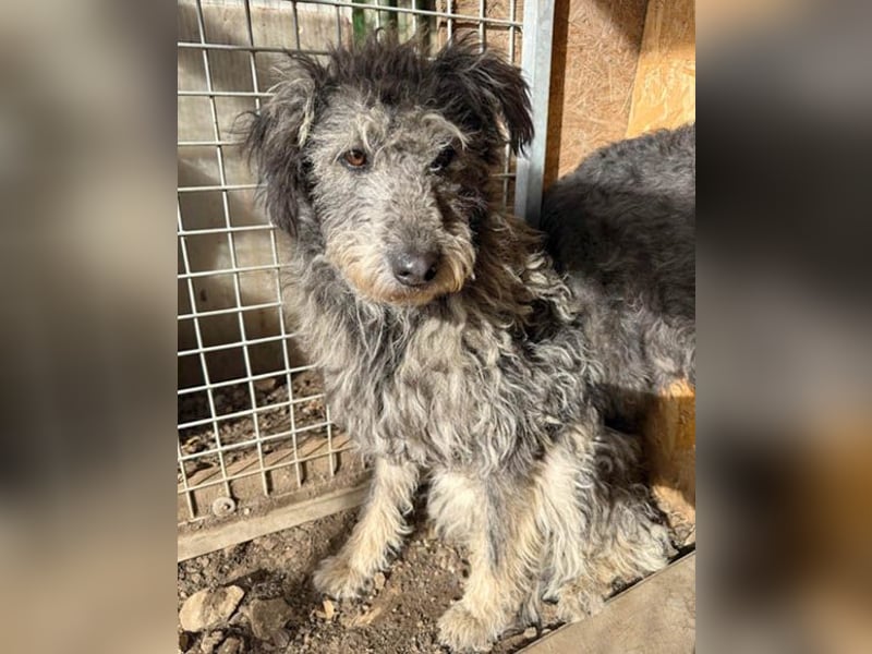 zarte Hundeseele KELLY - 2 Jahre, 50cm - Schnauzer-Mix