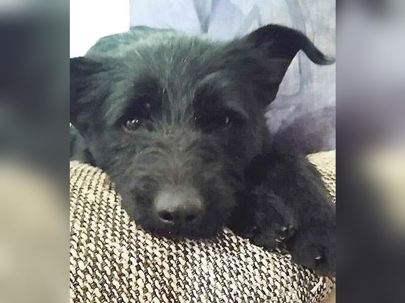 superlieber Schmusebär MIKO - 1,5 Jahre, 42cm/14kg