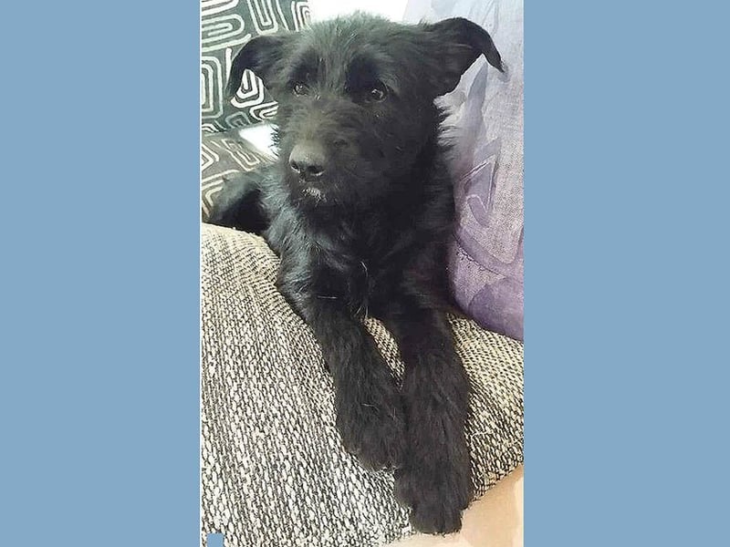 superlieber Schmusebär MIKO - 1,5 Jahre, 42cm/14kg