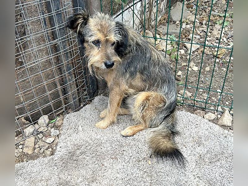 BERCI sucht ein großes Herz - 12,5 Jahre, 42cm/12kg - Schnauzer-Foxi-Mix