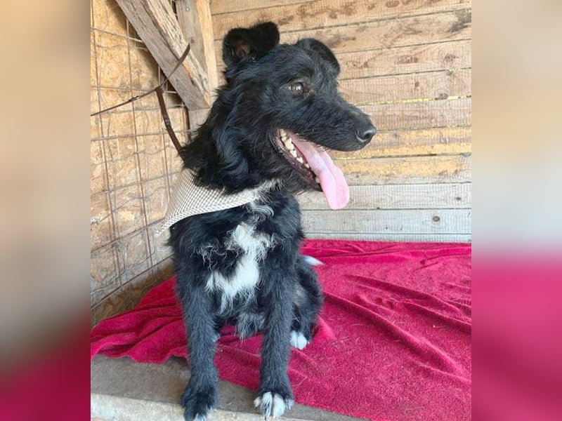 ❤️ superlieber Familienhund JANKO - 2 Jahre, 43cm/15kg - Schnauzer-Mix