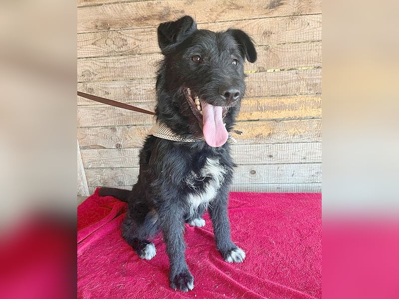 ❤️ superlieber Familienhund JANKO - 2 Jahre, 43cm/15kg - Schnauzer-Mix