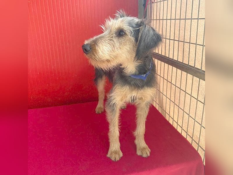 liebenswerter Lausbub BODI - 7 Monate, 42cm/12kg - Schnauzer/Foxi