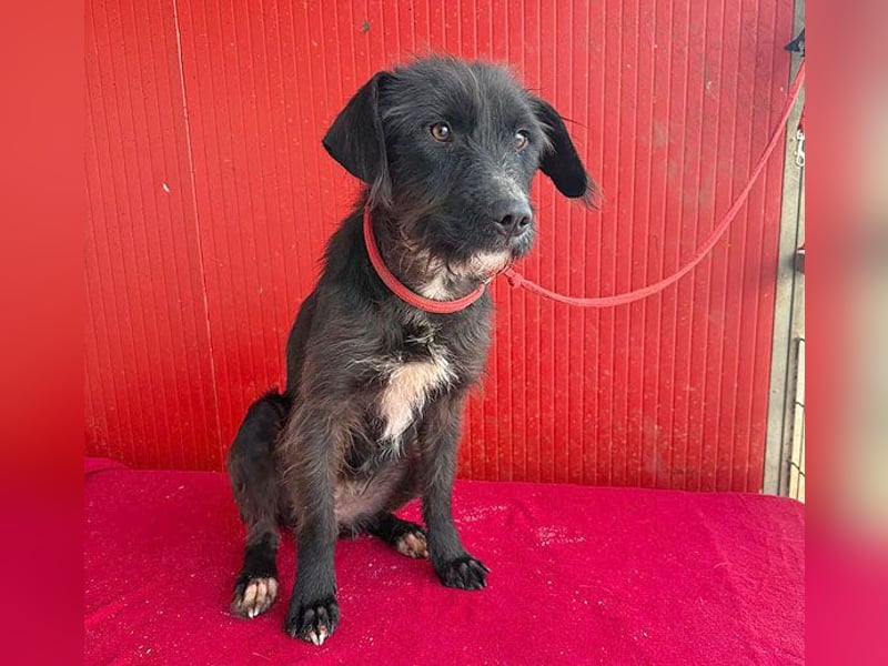 ❤️❤️❤️ zarte Hundeseele DARKA - 1,5 Jahre, 43cm - Schnauzer-Mix