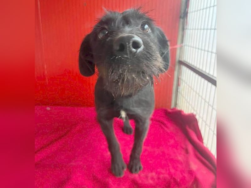 ❤️❤️❤️ süße Schnauzerine KIRA - 1 Jahr, 42cm/14kg