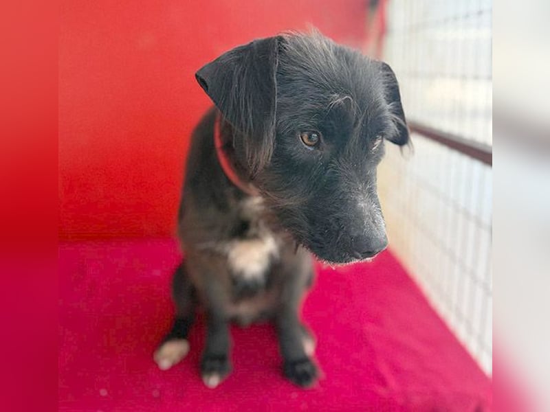 ❤️❤️❤️ zarte Hundeseele DARKA - 1,5 Jahre, 43cm - Schnauzer-Mix