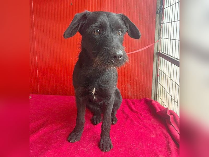 ❤️❤️❤️ süße Schnauzerine KIRA - 1 Jahr, 42cm/14kg