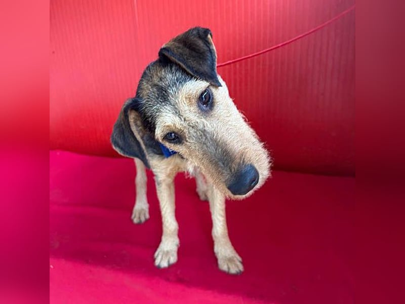 superlieber Lausbub BERRY - 7 Monate, 42cm/12kg - Schnauzer-Foxi-Mix