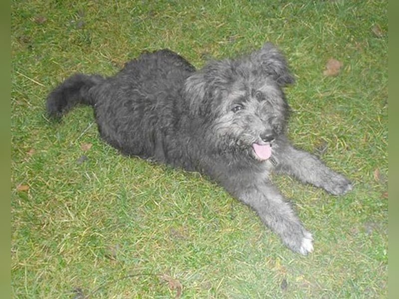 ❤️❤️❤️ kuschelige AMANI - 7 Monate, 45cm/später 48/50cm - Schnauzer-Pumi