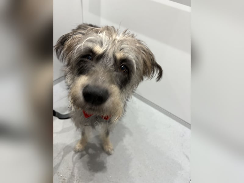 Kuschel Hund sucht Zuhause