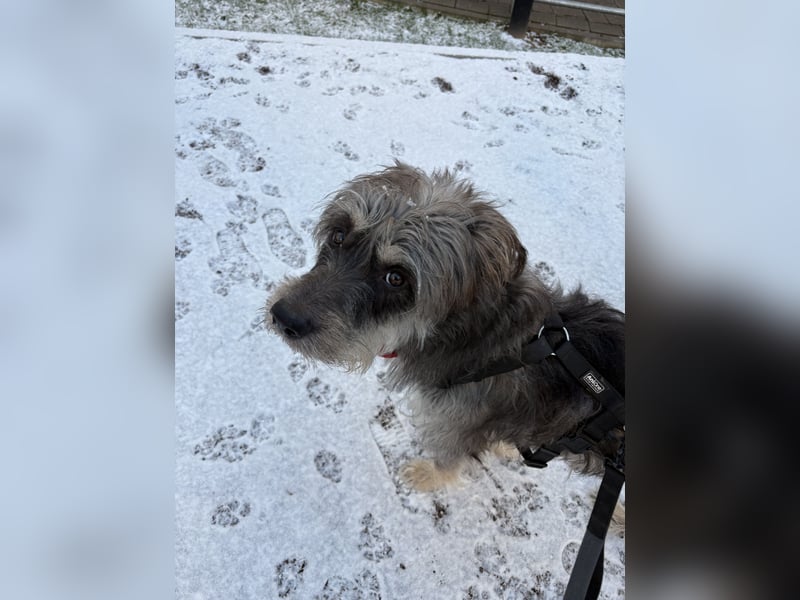 Kuschel Hund sucht Zuhause