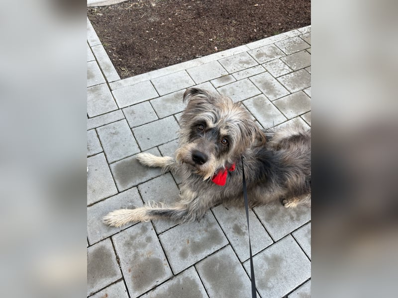 Kuschel Hund sucht Zuhause