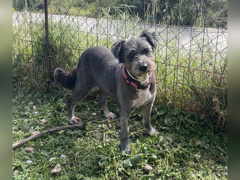 Sophie, eine liebenswerte ältere Hundedame