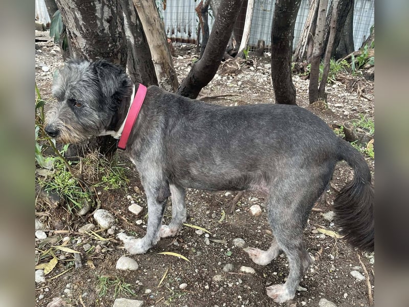 Sophie, eine liebenswerte ältere Hundedame