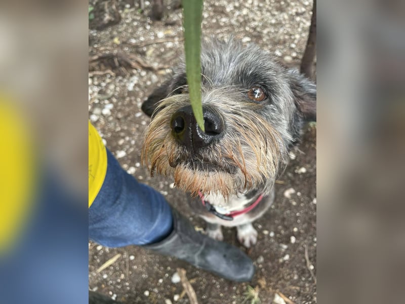 Sophie, eine liebenswerte ältere Hundedame