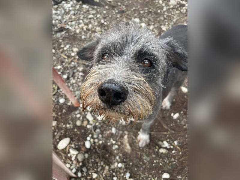 Sophie, eine liebenswerte ältere Hundedame