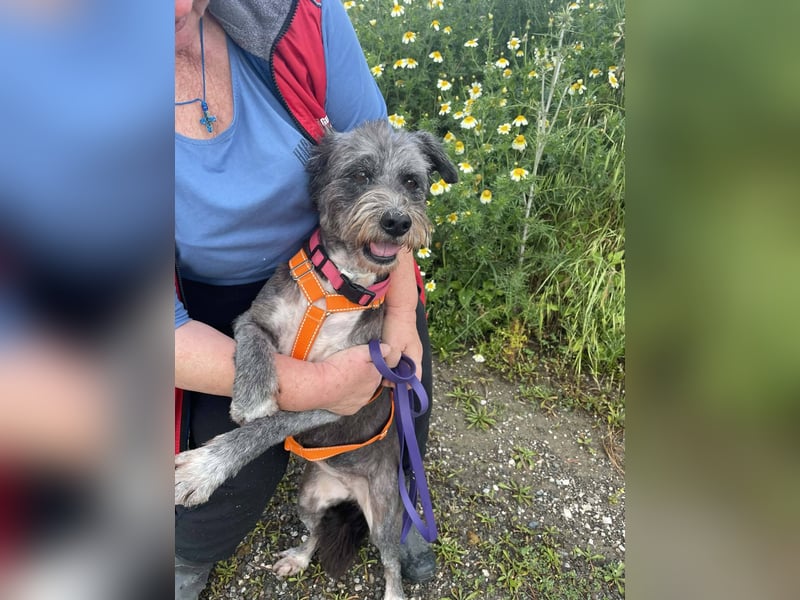 Sophie, eine liebenswerte ältere Hundedame