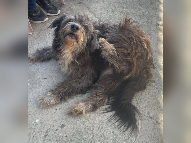 Sophie, eine liebenswerte ältere Hundedame