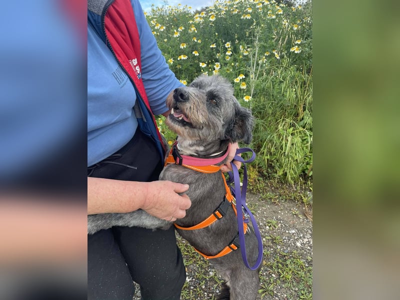 Sophie, eine liebenswerte ältere Hundedame