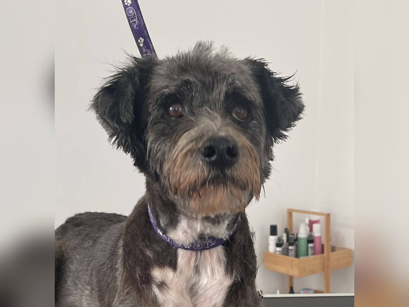 Sophie, eine liebenswerte ältere Hundedame