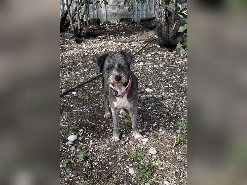 Sophie, eine liebenswerte ältere Hundedame