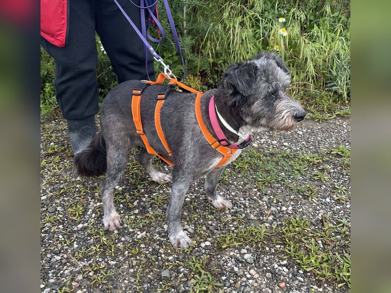 Sophie, eine liebenswerte ältere Hundedame