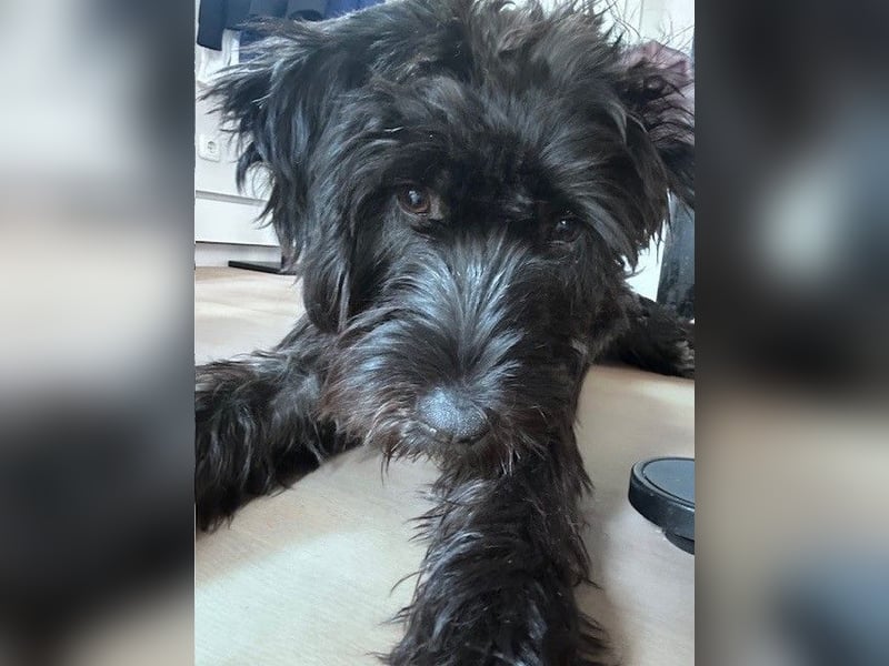 "Pumi“ – junge Schnauzer-Pumi-Mix Hündin sucht ländliches Zuhause