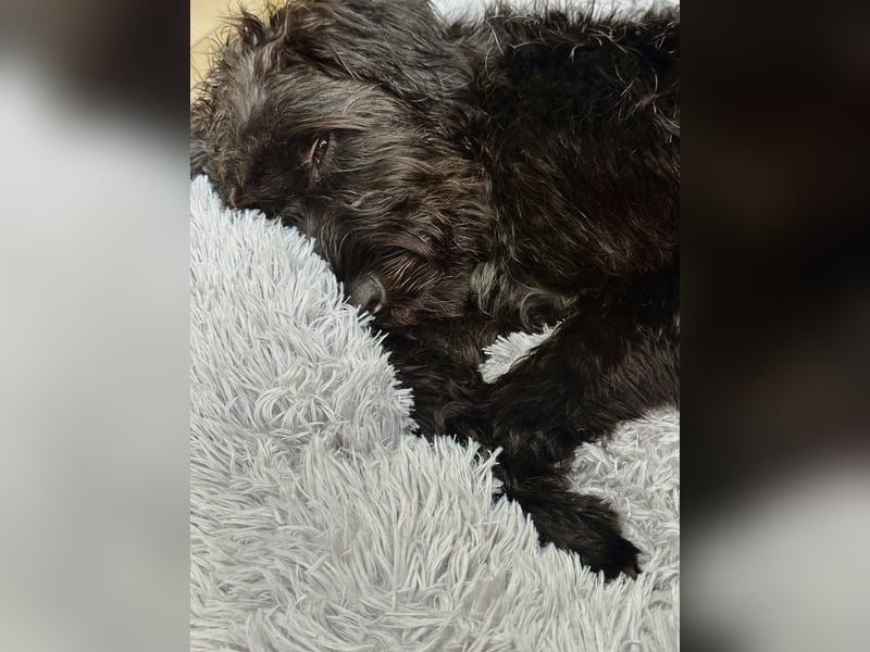 "Pumi“ – junge Schnauzer-Pumi-Mix Hündin sucht ländliches Zuhause