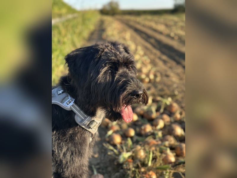 "Pumi“ – junge Schnauzer-Pumi-Mix Hündin sucht ländliches Zuhause