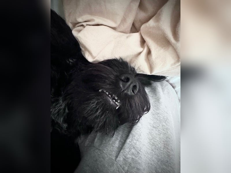 "Pumi“ – junge Schnauzer-Pumi-Mix Hündin sucht ländliches Zuhause