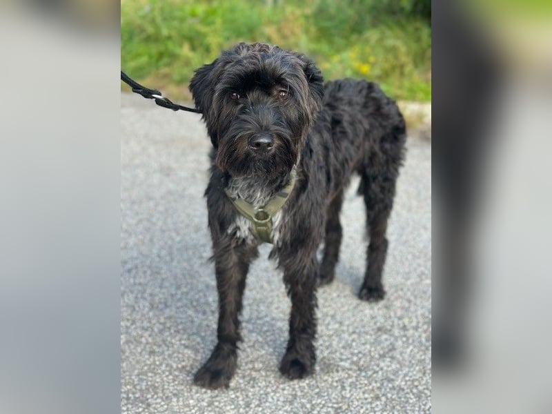 "Pumi“ – junge Schnauzer-Pumi-Mix Hündin sucht ländliches Zuhause