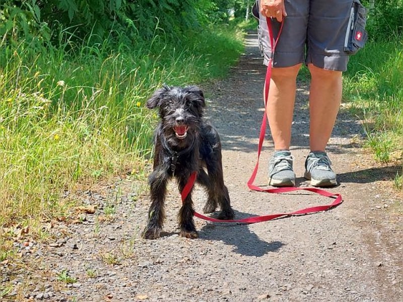kleinbleibende Schnauzer Mix Welpen Hündin "Dana"