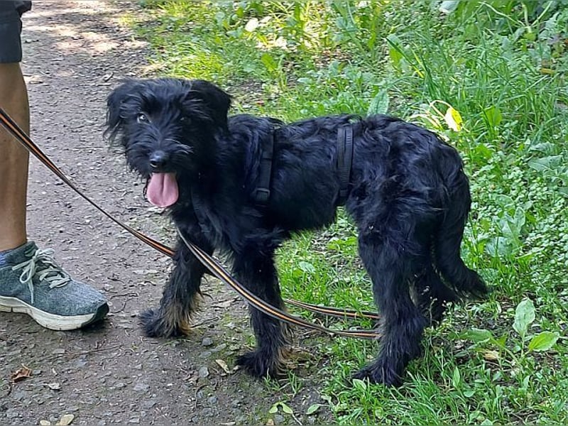 bezaubernder Schnauzer Mix Welpen Rüde "Didi" sucht ein Zuhause