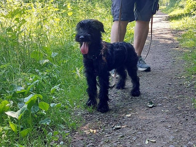 bezaubernder Schnauzer Mix Welpen Rüde "Didi" sucht ein Zuhause