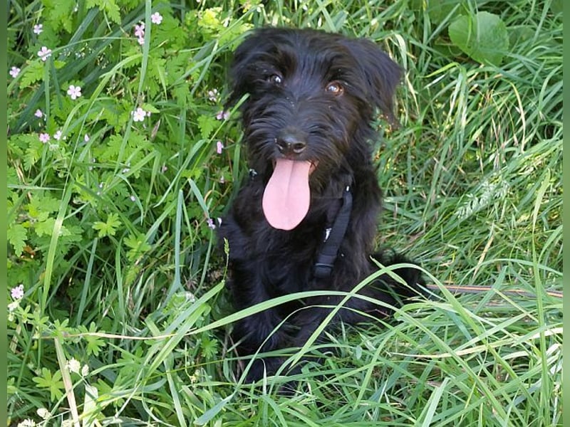 bezaubernder Schnauzer Mix Welpen Rüde "Didi" sucht ein Zuhause