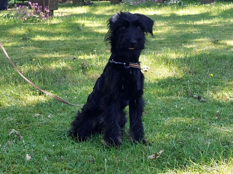 bezaubernder Schnauzer Mix Welpen Rüde "Didi" sucht ein Zuhause