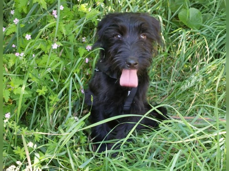 bezaubernder Schnauzer Mix Welpen Rüde "Didi" sucht ein Zuhause