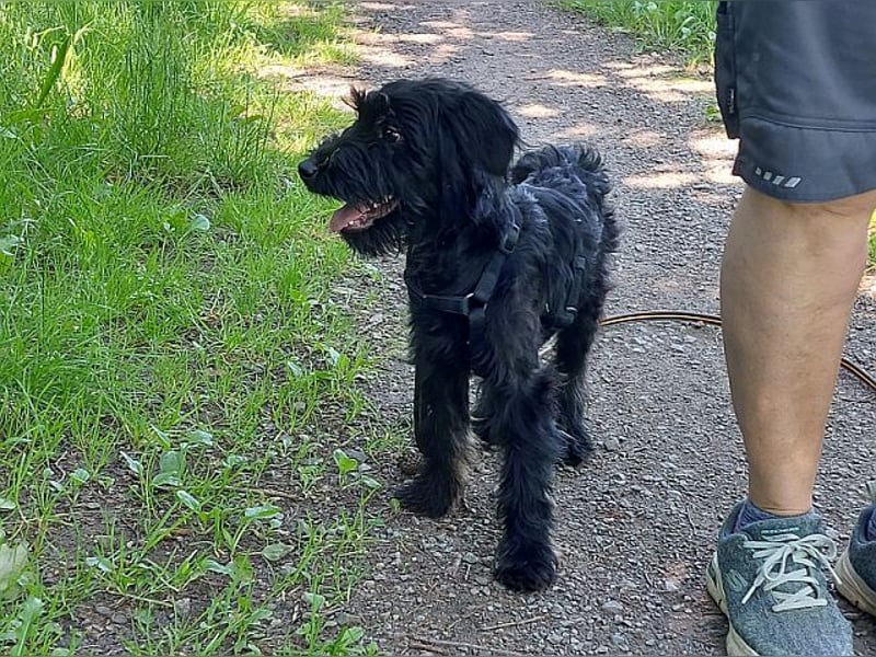 bezaubernder Schnauzer Mix Welpen Rüde "Didi" sucht ein Zuhause