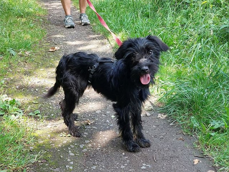 kleinbleibende Schnauzer Mix Welpen Hündin "Dana"