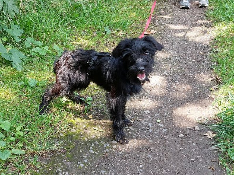 kleinbleibende Schnauzer Mix Welpen Hündin "Dana"