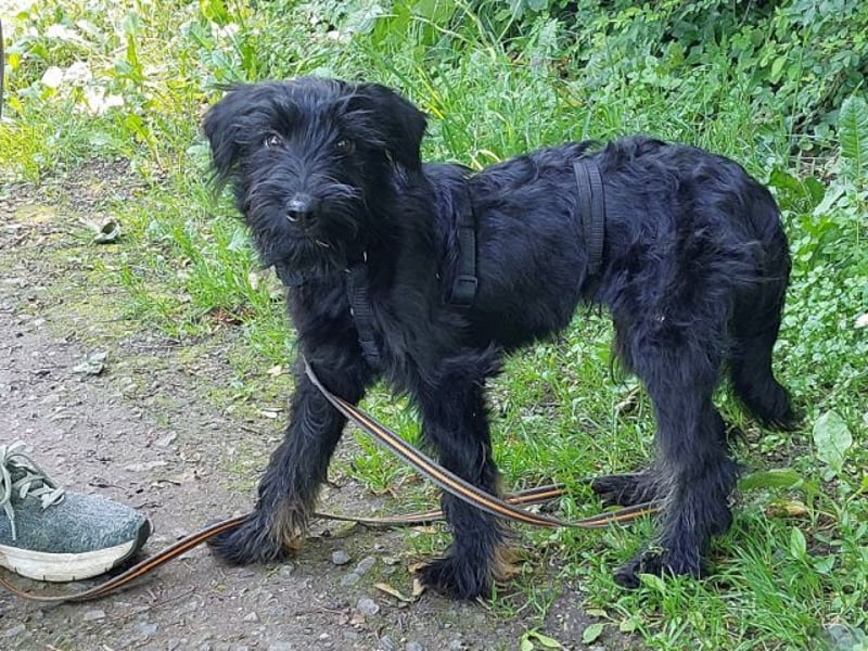 bezaubernder Schnauzer Mix Welpen Rüde "Didi" sucht ein Zuhause