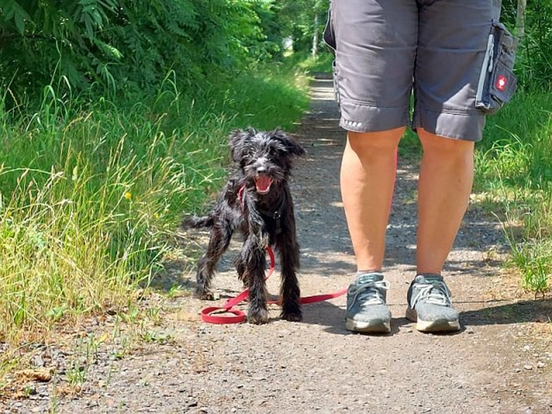 kleinbleibende Schnauzer Mix Welpen Hündin "Dana"
