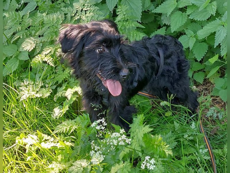 bezaubernder Schnauzer Mix Welpen Rüde "Didi" sucht ein Zuhause