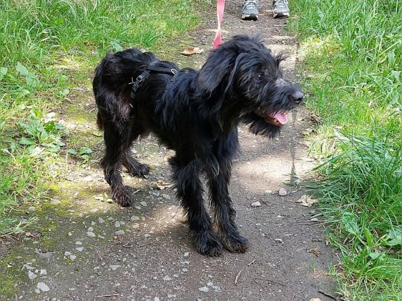 kleinbleibende Schnauzer Mix Welpen Hündin "Dana"